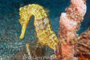 Long Snout Seahorse, D300-60mm by Larry Polster 